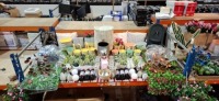 50 X PIECE MIXED PREMIER SUMMER DECORATIONS LOT TO INCLUDE VARIOUS ARTIFICIAL FLOWERS - VARIOUS CACTI - LAMP OILS - LED CANDLES - HANGING BASKETS - CUSHIONS - BIRDS - TREE TRUNK ORNAMENT - ARTIFICIAL FENCE FLOWERS ETC ON FULL BAY