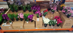 FULL BAY OF BRAND NEW THE OUT DOOR LIVING LOT CONTAINING VARIOUS ARTIFICIAL DECORATIVE PLANTS ON A FULL BAY