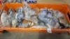 40 X PAIRS OF BRAND NEW MIXED MISSGUIDED SANDALS - SLIDERS LOT TO INCLUDE TWISTED TOE POST FLAT SANDALS - FAUX LEATHER KNOTTED FLAT SANDALS - PADDED TIE UP SANDALS - CHUNKY STRAP SLIDERS ETC ALL IN VARIOUS SIZES IN 1 TRAY - 2
