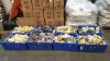 APPROX 2500 PIECE ASSORTED LOT CONTAINING VARIOUS WOTNOTS, AUTOCARE WORKSHOP CONSUMABLES IE WASHERS, FUSES, SCREWS, INSULATING TAPE, CONNECTORS, NUMBER PLATE FIXINGS, PEGBOARD HOOKS ETC, BLUE COL BULBS, SUMMIT SAFETY REFLECTIVE TAPE ETC - IN 8 TRAYS