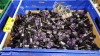 APPROX 500 PIECE BRAND NEW ASSORTED TRAY OF BRANDED NAIL POLISH IN VARIOUS COLOURS. - APPROX TRRP £1,000.00 (TRAY NOT INCLUDED)