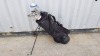 1 X GOLF BAG WITH 18 X VARIOUS CLUBS