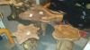 BRAND NEW SOLID TEAK ROOT WOODEN MUSHROOM TABLE AND 2 X MUSHROOM STOOLS 55 X 65 X 100cm RRP £695 - 2